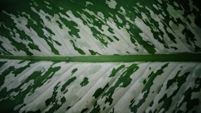 A close up of a green and white leaf