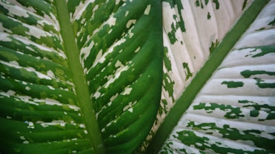 A close up of a green and white leaf