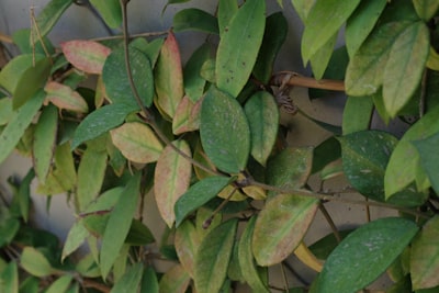 A close up of a plant with green leaves