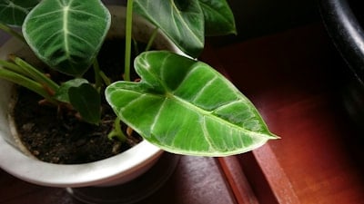 A potted plant sitting on top of a wooden table