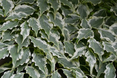a close up of a plant with green leaves