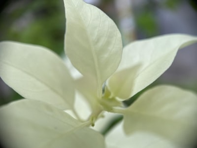 a close up of a white flower with a blurry background