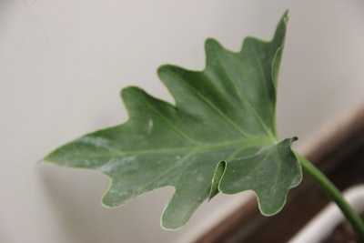 a large green leaf on top of a table