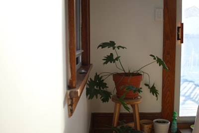 a potted plant sitting on top of a wooden stool