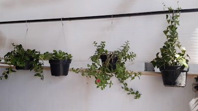 a row of potted plants hanging from a wall