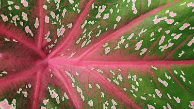 a tree with pink and white leaves